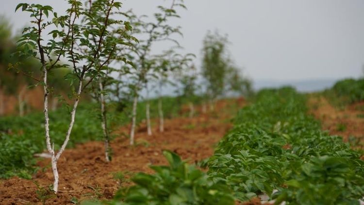 市國資委黨委副書記任曉今一行巡查指導(dǎo)集團(tuán)幫扶的藍(lán)田縣馬王村“三排查 三清零”工作